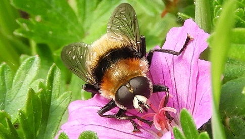‘Wat groeit of leeft daar in Nieuwegein’