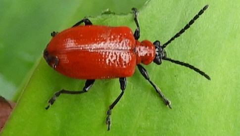‘Wat groeit of leeft daar in Nieuwegein’