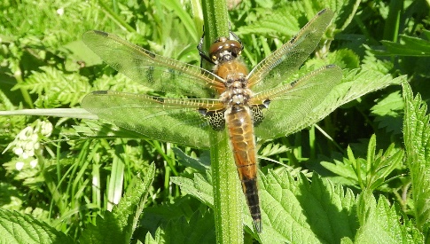 ‘Wat groeit of leeft daar in Nieuwegein’