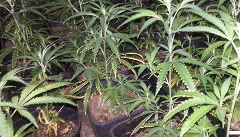 Stel uit Nieuwegein opgepakt tijdens oogsten hennepkwekerij