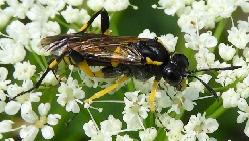 ‘Wat groeit of leeft daar in Nieuwegein’