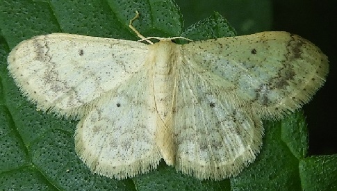 ‘Wat groeit of leeft daar in Nieuwegein’