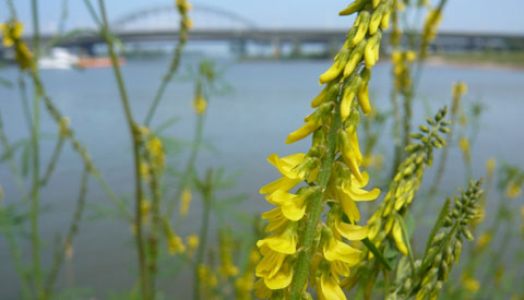 IVN middagexcursie planten in de  Bossenwaard