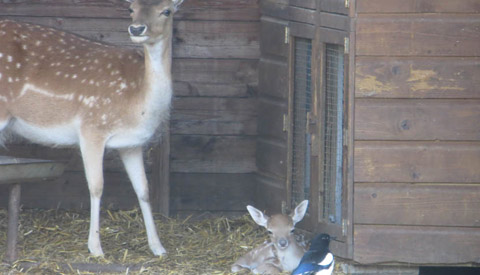 Jong hertje geboren in de dierenweide Galecop