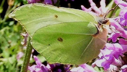 ‘Wat groeit of leeft daar in Nieuwegein’