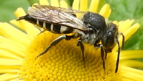 CDA pleit voor bij-vriendelijk Nieuwegein