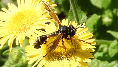 ‘Wat groeit of leeft daar in Nieuwegein’