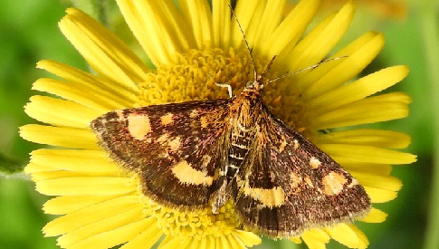 ‘Wat groeit of leeft daar in Nieuwegein’