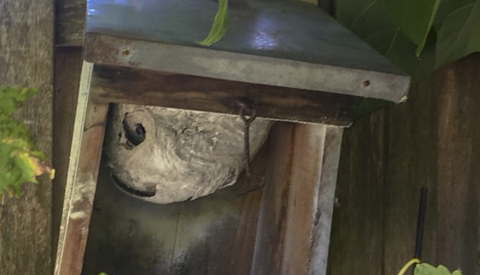 Last van ongedierte in Nieuwegein?