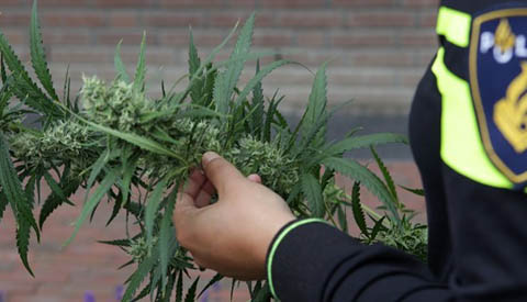 Politie voorkomt een ripdeal van acht kilo hennep in Nieuwegein
