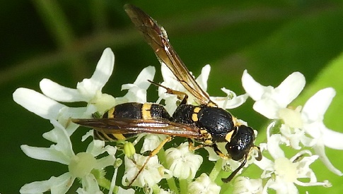 ‘Wat groeit of leeft daar in Nieuwegein’