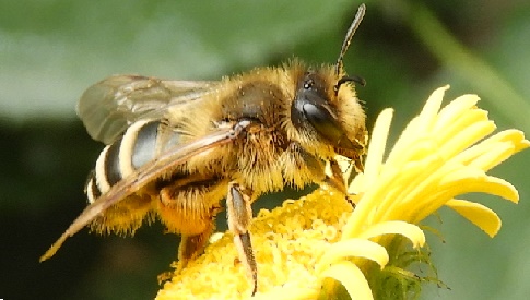 ‘Wat groeit of leeft daar in Nieuwegein’