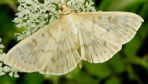 ‘Wat groeit of leeft daar in Nieuwegein’