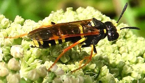 ‘Wat groeit of leeft daar in Nieuwegein’