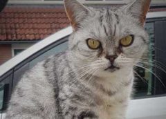 Vermiste en gevonden dieren week 3