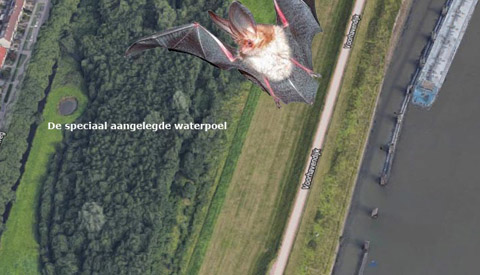 Bezoek ‘Nacht van de Vleermuis’ bij Prinses Beatrixsluis op vrijdag 24 augustus