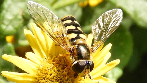 ‘Wat groeit of leeft daar in Nieuwegein’