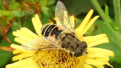 ‘Wat groeit of leeft daar in Nieuwegein’