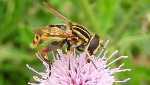 ‘Wat groeit of leeft daar in Nieuwegein’