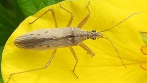 ‘Wat groeit of leeft daar in Nieuwegein’