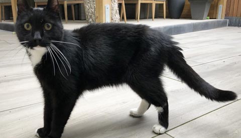 Vermiste en gevonden dieren week 36
