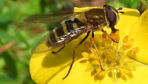 ‘Wat groeit of leeft daar in Nieuwegein’