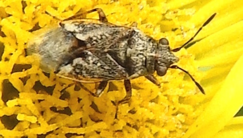 ‘Wat groeit of leeft daar in Nieuwegein’