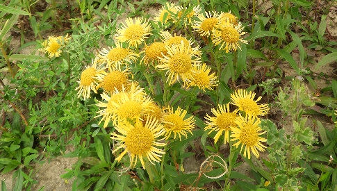 ‘Wat groeit of leeft daar in Nieuwegein’