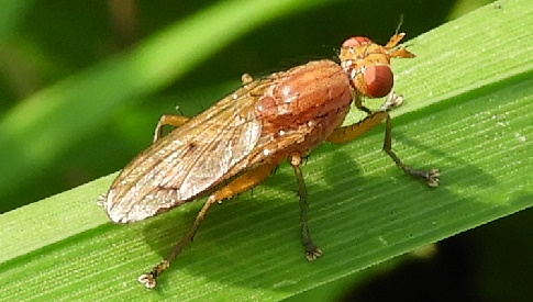 ‘Wat groeit of leeft daar in Nieuwegein’