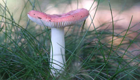 IVN-Paddenstoelenwandeling landgoed Oostbroek