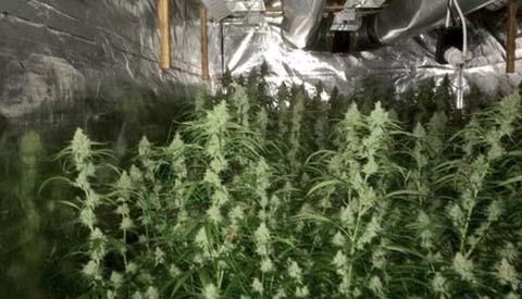 Invallen bij leverancier grootschalige hennepteelt en growshop Nieuwegein