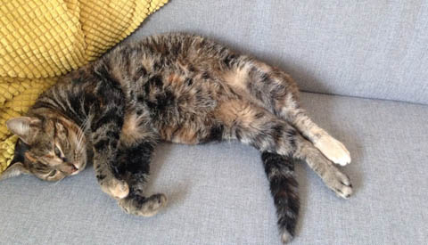 Vermiste en gevonden dieren week 43