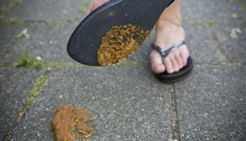 Uitkomsten onderzoek hondenbeleid Nieuwegein