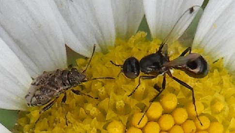 ‘Wat groeit of leeft daar in Nieuwegein’