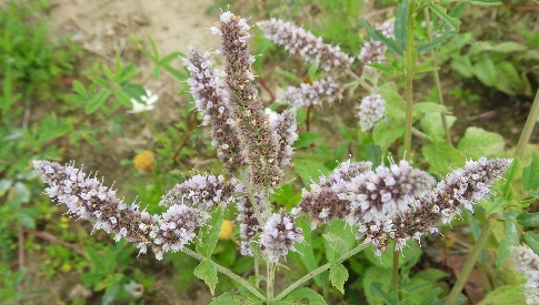 ‘Wat groeit of leeft daar in Nieuwegein’