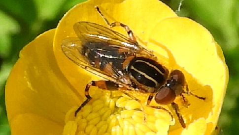 ‘Wat groeit of leeft daar in Nieuwegein’