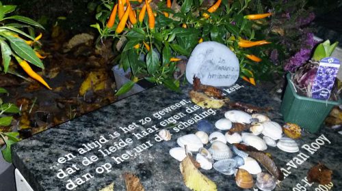 Licht op Noorderveld