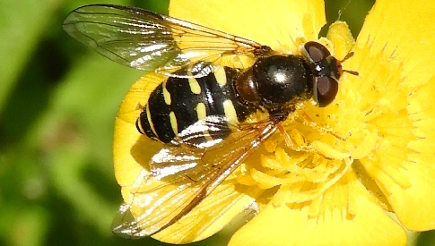 ‘Wat groeit of leeft daar in Nieuwegein’