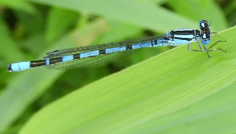 ‘Wat groeit of leeft daar in Nieuwegein’