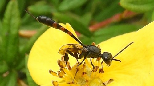 Nationale Wespentelling 2025: Honingbij bovenaan in Nieuwegein