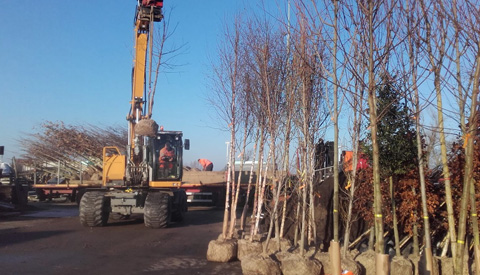 Nieuwegein dit voorjaar circa 400 bomen rijker