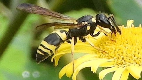 ‘Wat groeit of leeft daar in Nieuwegein’