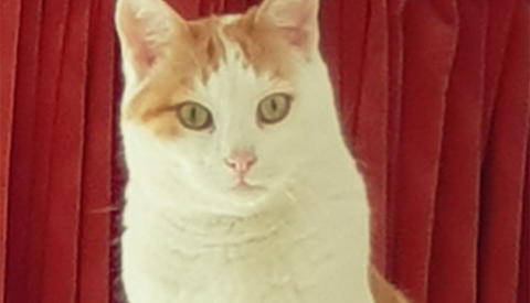 Vermiste en gevonden dieren week 8