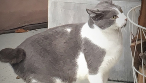 Vermiste en gevonden dieren week 7