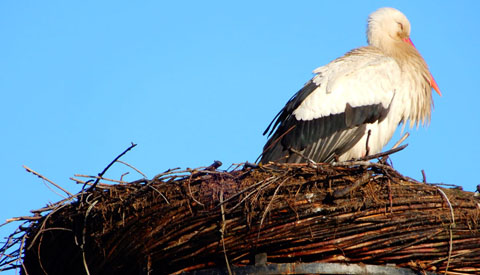 Ooievaar gespot in Oudegein en Galecop