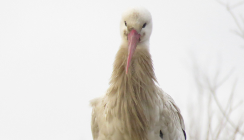 Dag voor Valentijn is mannetjes ooievaar gearriveerd op zijn nest in Galecop