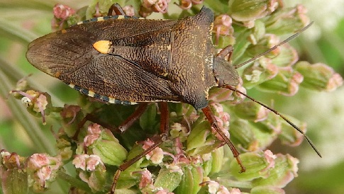 ‘Wat groeit of leeft daar in Nieuwegein’