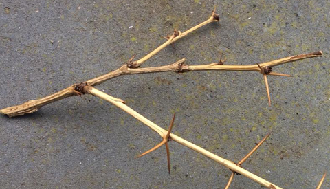 Deel bewoners aan de Aïdalaan zien gevaarlijke stekelbosjes het liefst verdwijnen