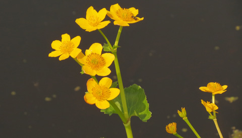 ‘IVN excursie bij natuurcentrum de Schaapskooi  in Schoonrewoerd’
