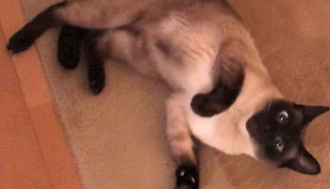 Vermiste en gevonden dieren week 12